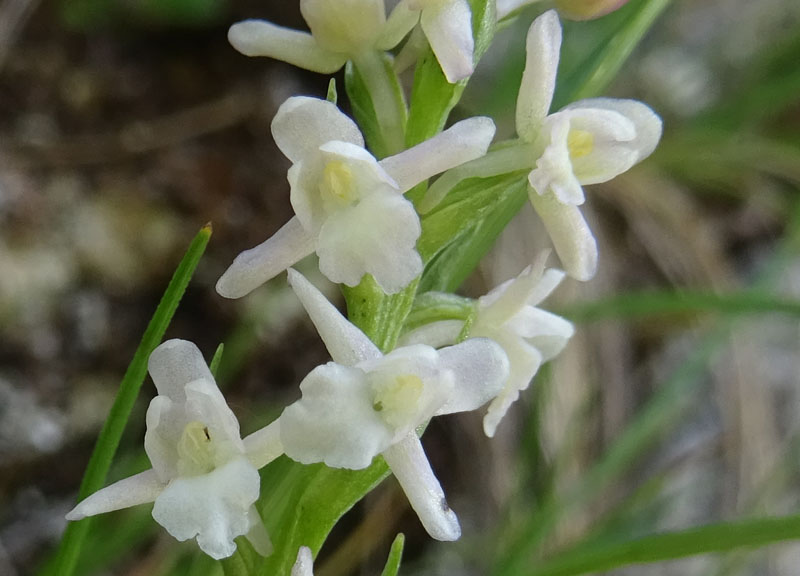 Gymnadenia odoratissima